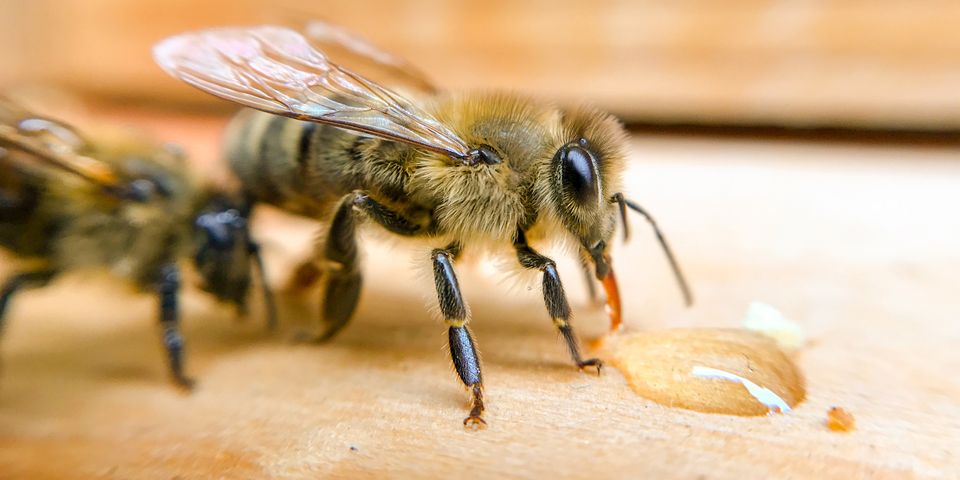 عسل سازی زنبور