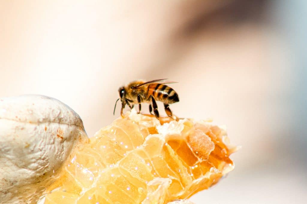 عسل ضد میکروب طلایی