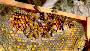 the best flower honey exported from Iran