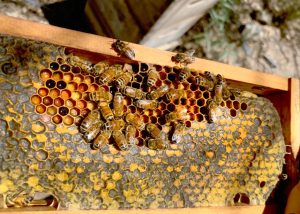 the best flower honey exported from Iran