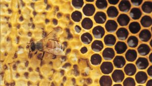 export honey from Iran a large bucket