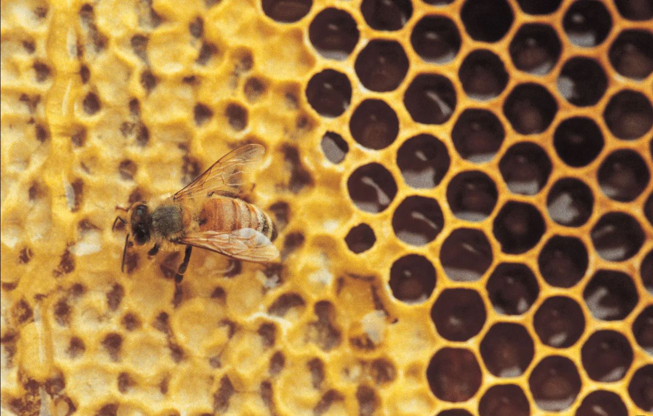 export honey from Iran a large bucket