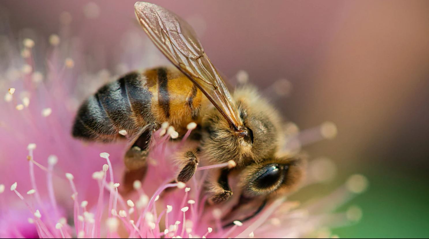 Activity of young bees to make honey