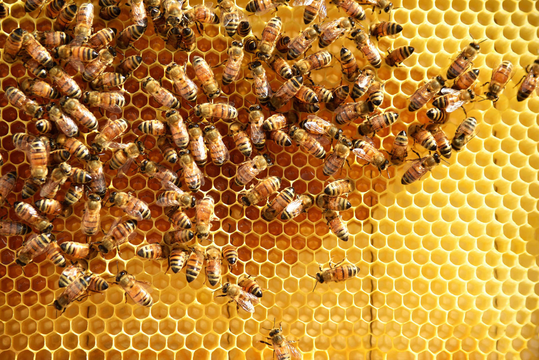 Traditional beekeeping