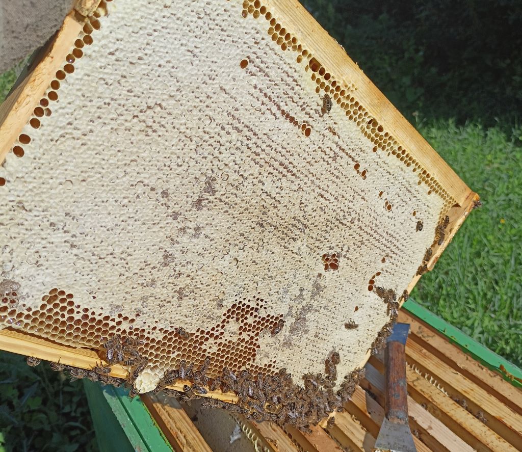 Honey produced in quality wax