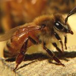 different types of honey bee breeds