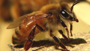 different types of honey bee breeds