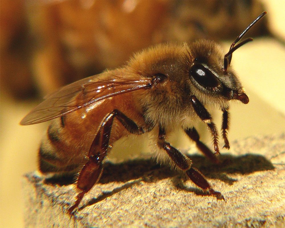 different types of honey bee breeds