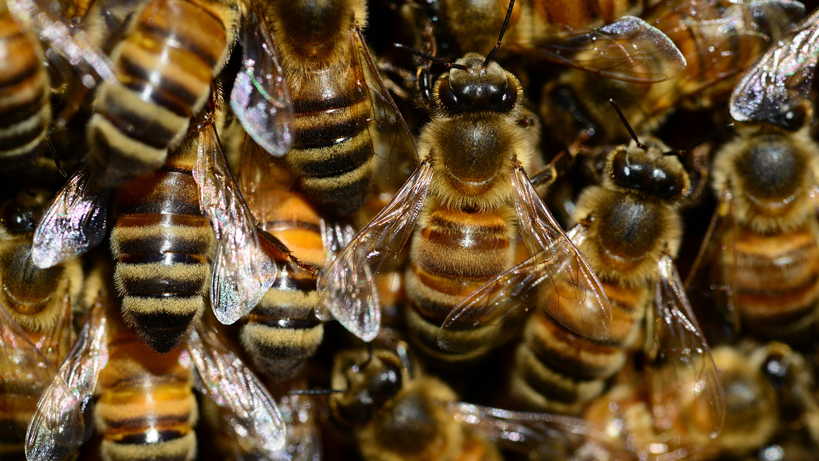 bee types producing Iranian honey exports