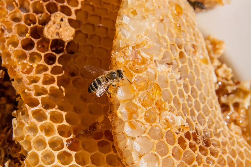 Honey production in Iran