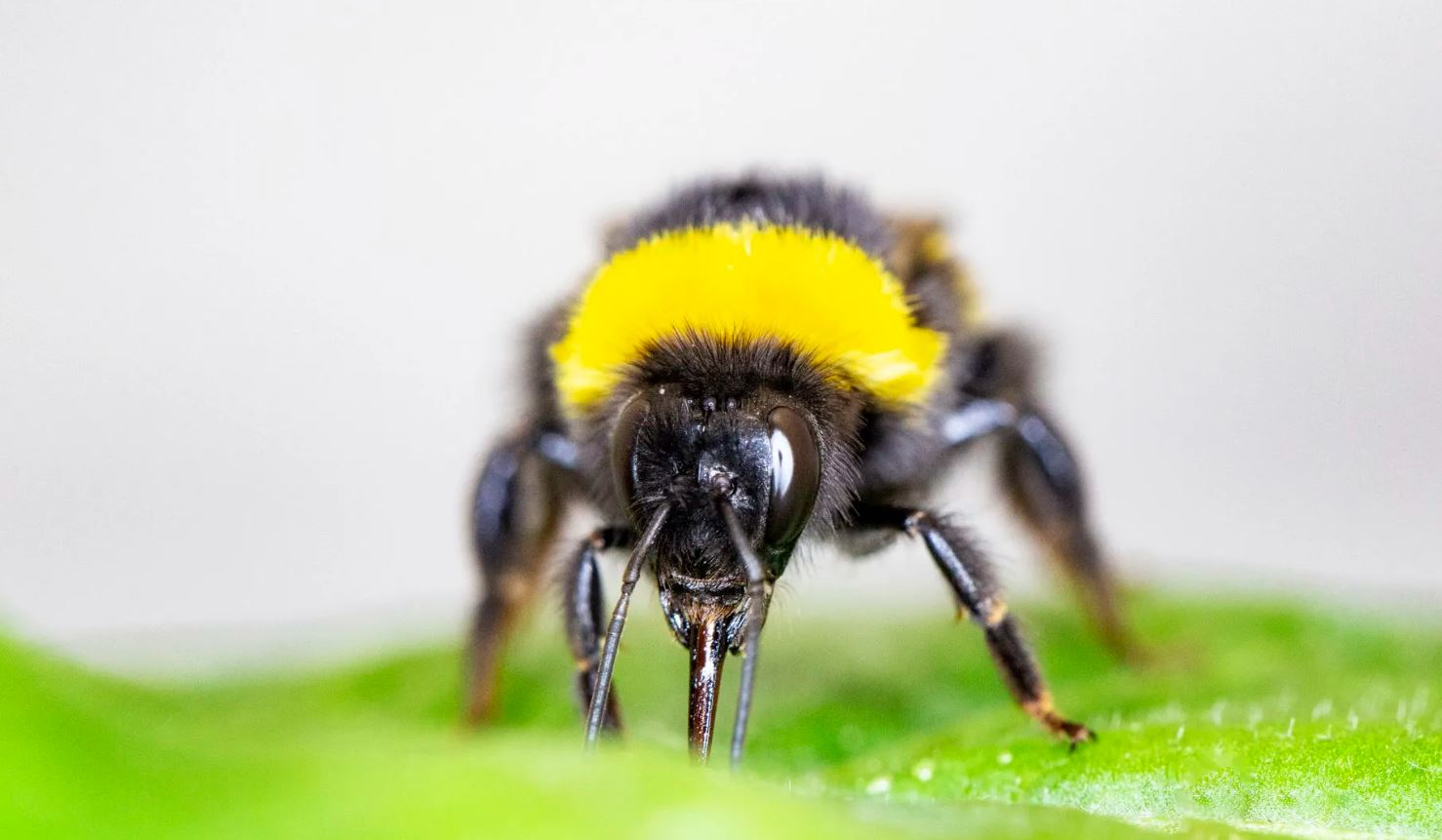 The best bee breed for producing Iranian honey