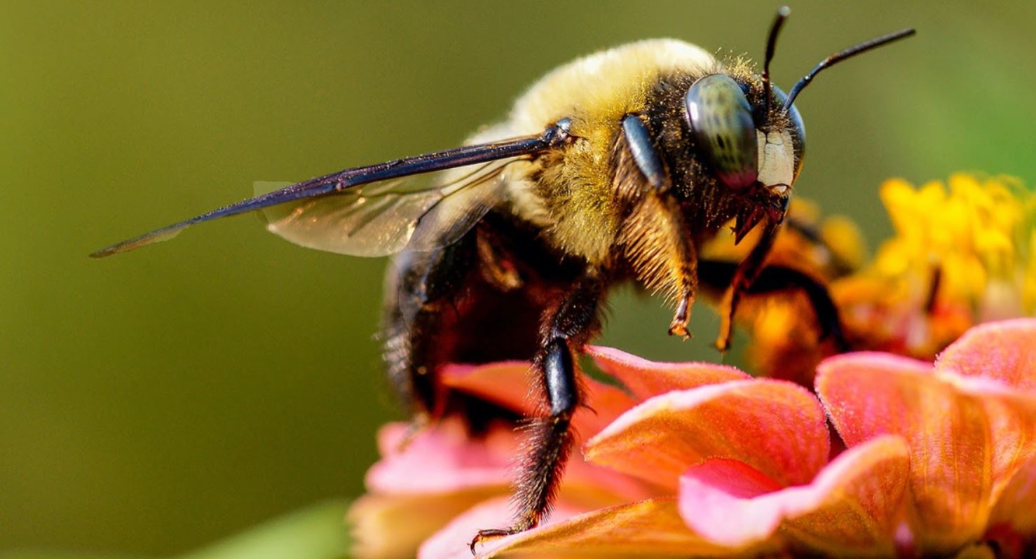 Breeding the best Iranian honey bees