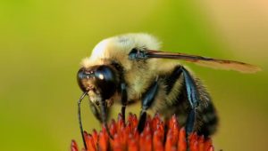 distinguish pure and natural honey