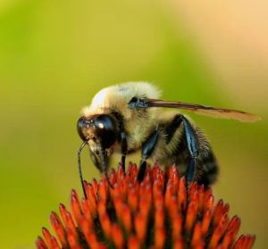 distinguish pure and natural honey