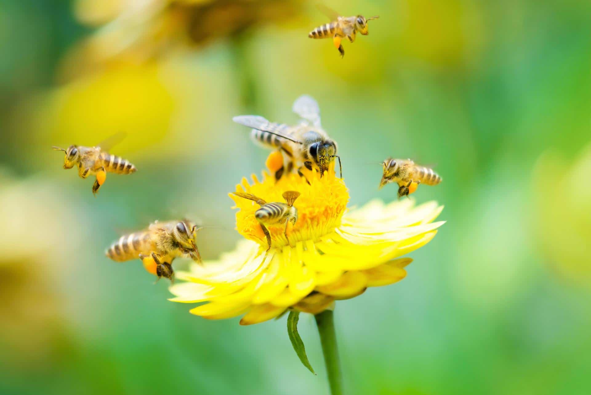 Nectar of medicinal plants for making honey
