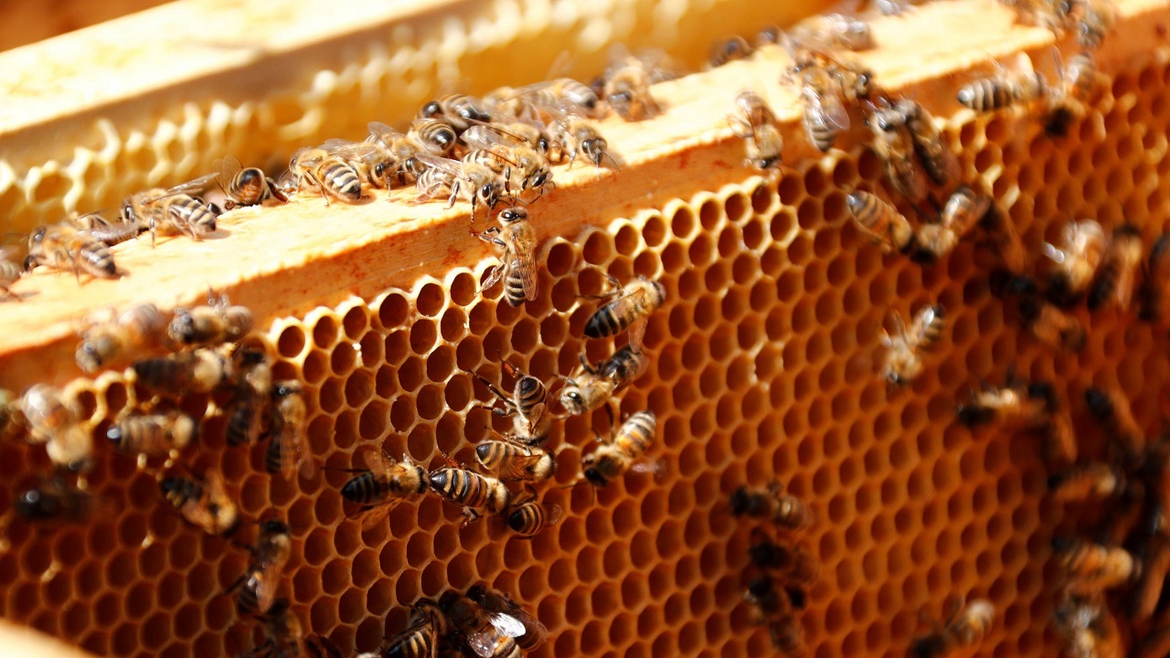 Preserving honey with wax