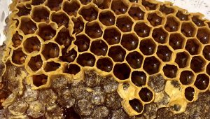 store honey at home