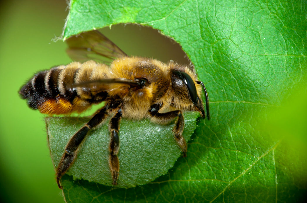 Honey production with the best Iranian bee breed
