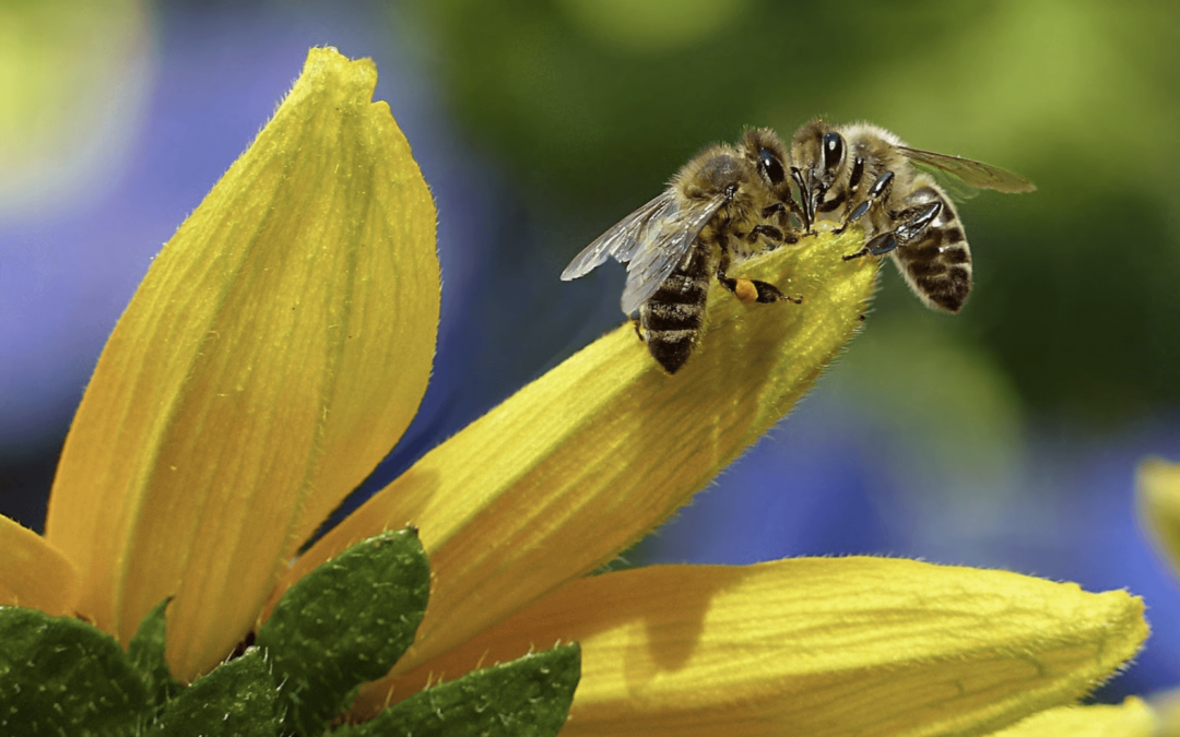 Honey bee nectar making