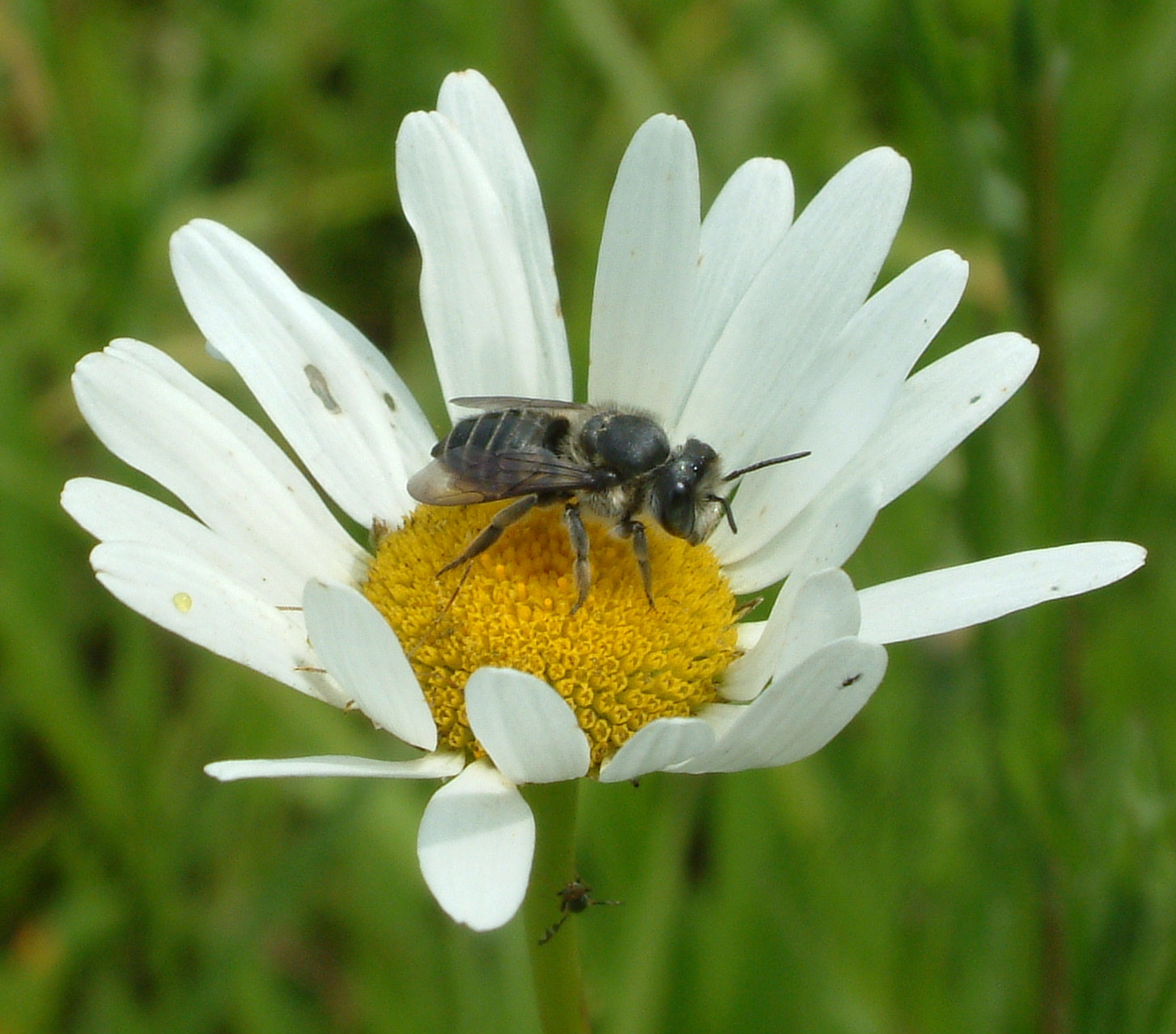 Natural forest honey