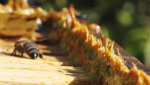 targeted purchase of propolis