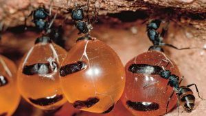 honey ants