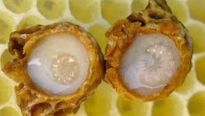 consume royal jelly