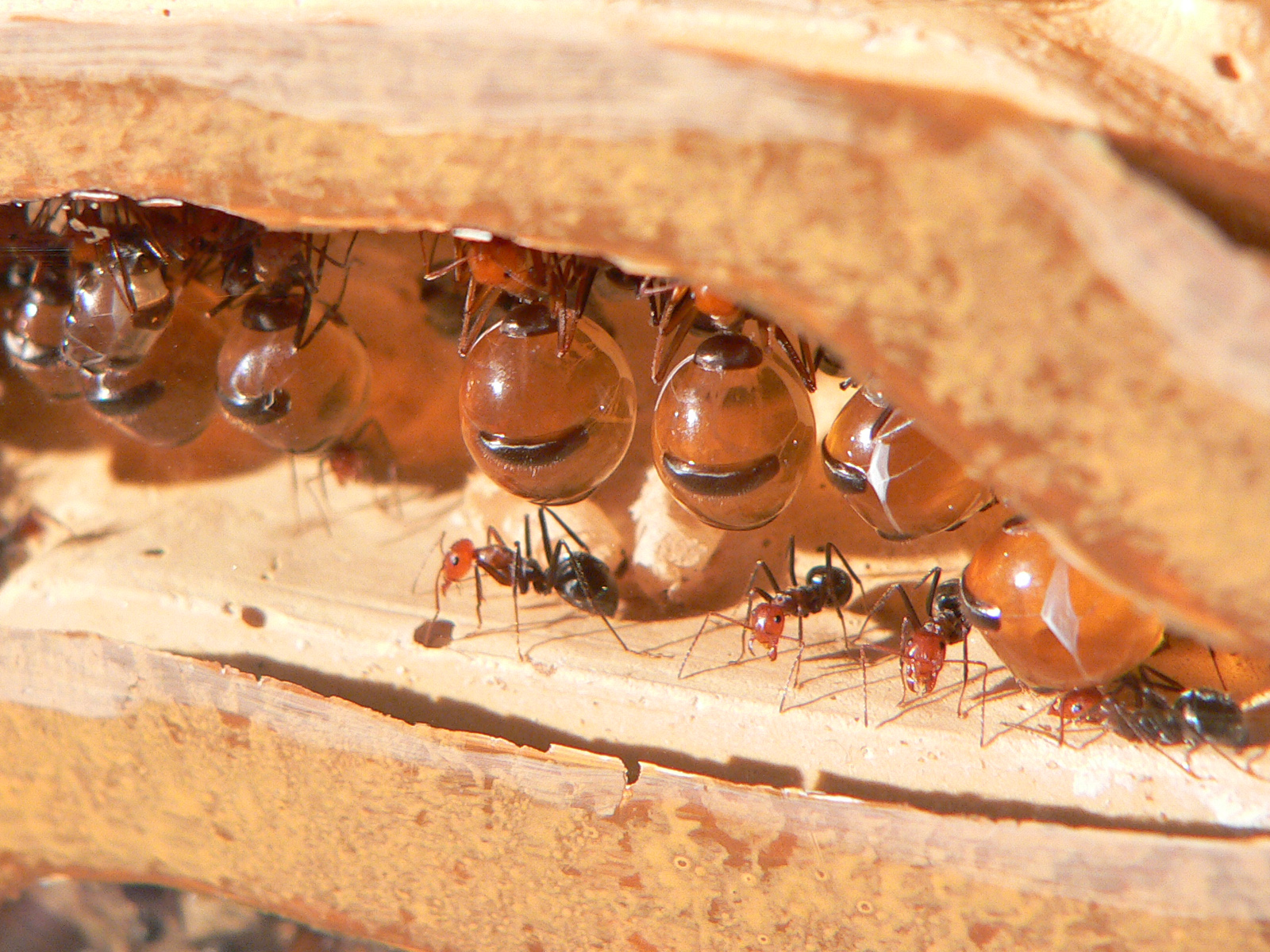 The order and coordination of ants in honey production