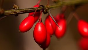 عسل البرباريس الإيراني