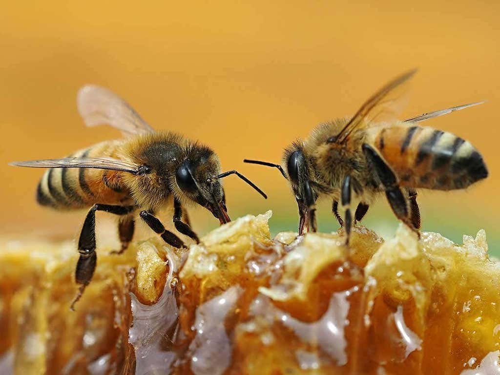 Production of genuine honey