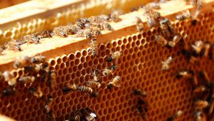 Buy Honey for Men